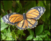 Metal Monarch Butterfly, Garden Plant Stake, Outdoor Garden Decor, Decorative Garden Art, Metal Plan